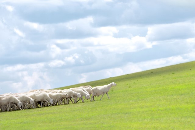 stock photo of sheep